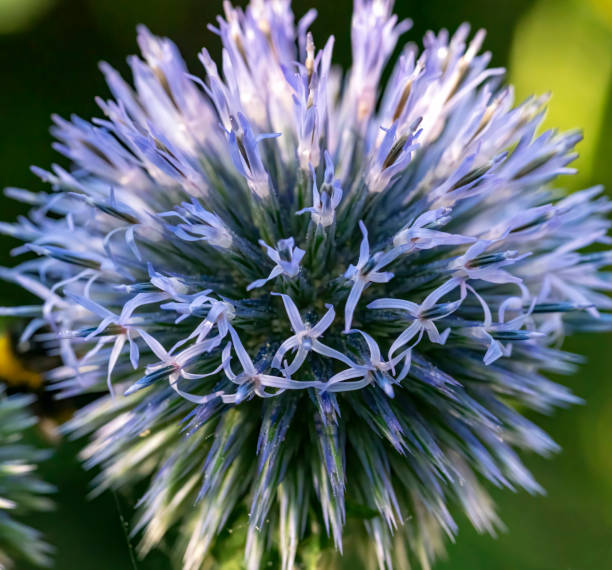 allium blüte - purple thistle stock-fotos und bilder