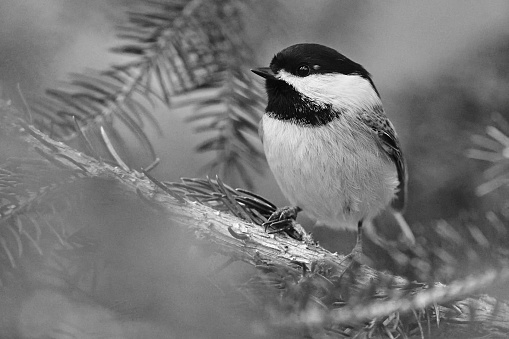 Black-capped chickadee in evergreen tree, black and white. Taken in Connecticut.