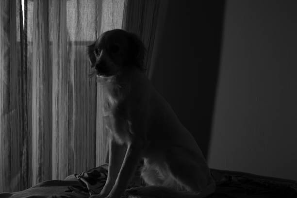 istock Cute kokoni dog relaxing on sofa 1353607906