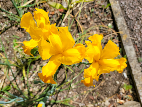 Yellow irises in a dry flower bed.