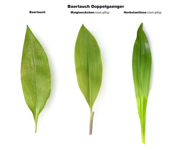 allium; ursinum, dvojitý běžec, - ocún-jesenní - stock snímky, obrázky a fotky