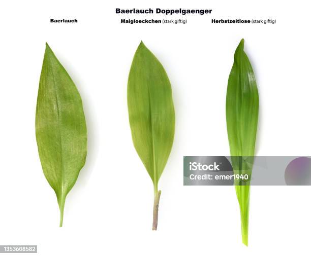 Allium Ursinum Double Runner Stock Photo - Download Image Now - Colchicum, Allium Flower, Cut Out