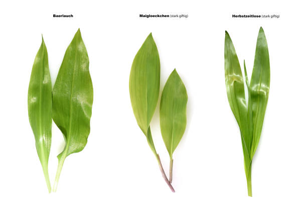 allium; ursinum, dvojitý běžec, - ocún-jesenní - stock snímky, obrázky a fotky