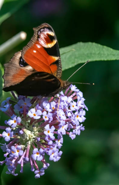 istock Peacock butterfly on a Buddleia flower 1353608622