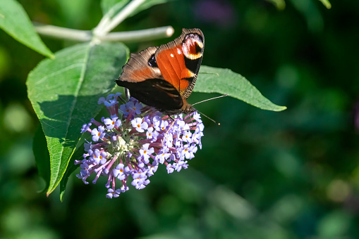 Peacock butterfly on a Buddleia flower, midsummer 2021 in England.