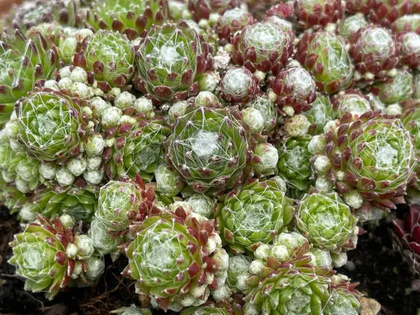 Houseleek, Sempervivum, tectorum, is a medicinal plant and an alpine flower with red flowers.