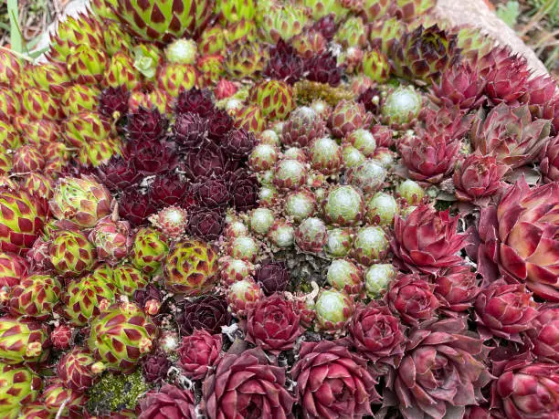 Houseleek, Sempervivum, tectorum, is a medicinal plant and an alpine flower with red flowers.