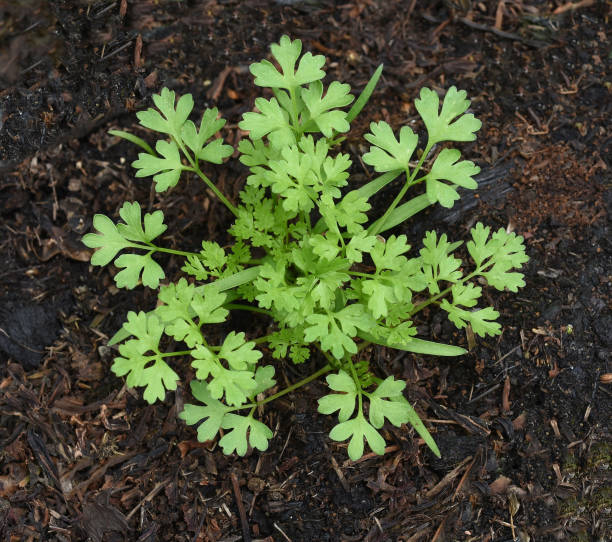 chervil, anthriscus cerefolium - perifollo fotografías e imágenes de stock