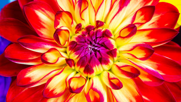 Red and Yellow Dahlia flower macro image