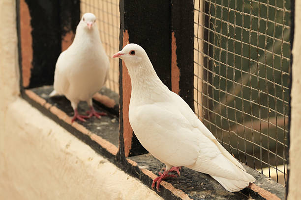 Two White Doves Stock Photo - Download Image Now - Beak, Bird