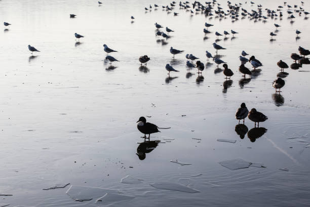 istock Ice on Brabrand Lake with Ducks and Seagulls 1353611754