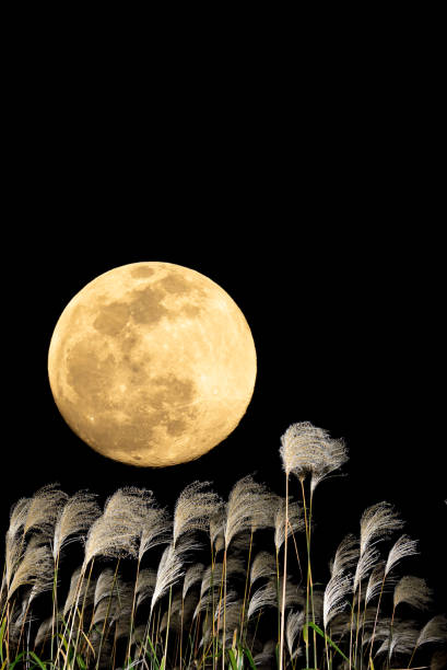 istock The harvest moon and Japanese pampas grass. 1353611946