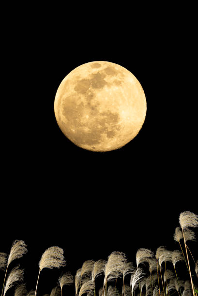 The harvest moon and Japanese pampas grass.
