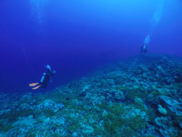 istock Scuba diving with Manta ray in Pohnpei, Micronesia 1353612007