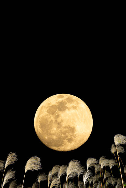 istock The harvest moon and Japanese pampas grass. 1353612026