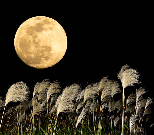 istock The harvest moon and Japanese pampas grass. 1353612148