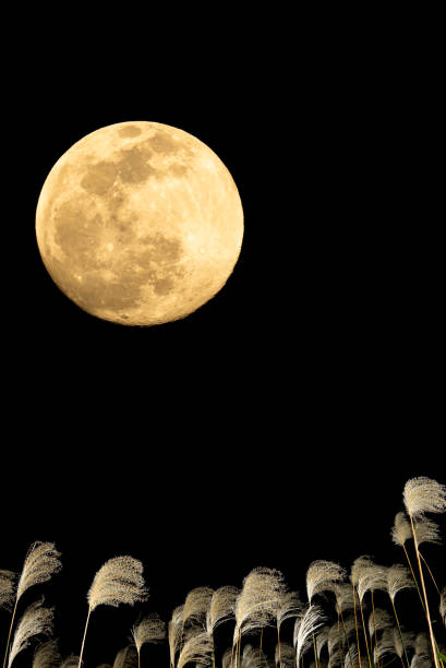 istock The harvest moon and Japanese pampas grass. 1353612153