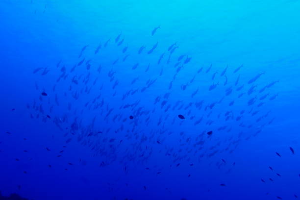 istock Scuba diving with Manta ray in Pohnpei, Micronesia 1353612161