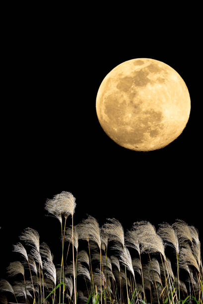 istock The harvest moon and Japanese pampas grass. 1353612166