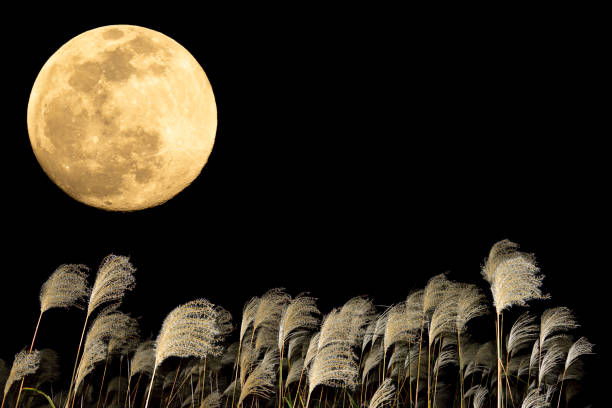 istock The harvest moon and Japanese pampas grass. 1353612808