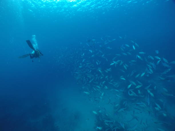 istock Scuba diving with Manta ray in Pohnpei, Micronesia 1353612821