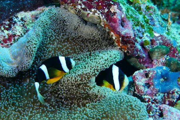 istock Scuba diving with Manta ray in Pohnpei, Micronesia 1353612923