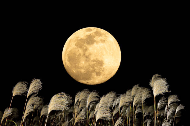 istock The harvest moon and Japanese pampas grass. 1353612936