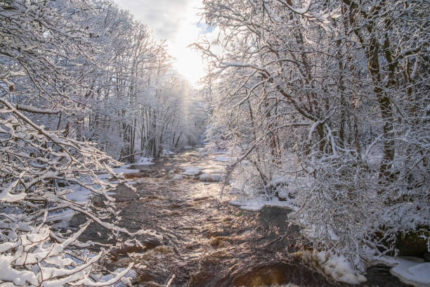 istock River flowing through a wintry forest with frosty trees 1353612969