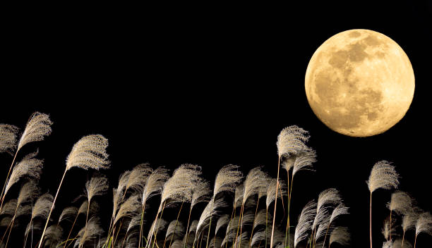istock The harvest moon and Japanese pampas grass. 1353613031