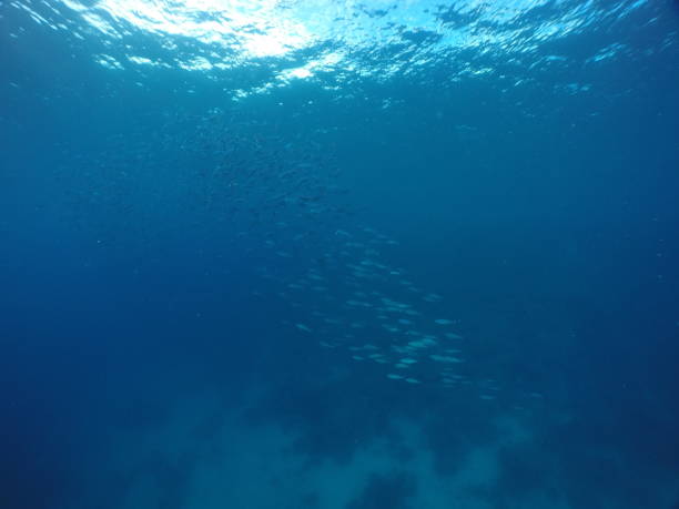 istock Scuba diving with Manta ray in Pohnpei, Micronesia 1353613035