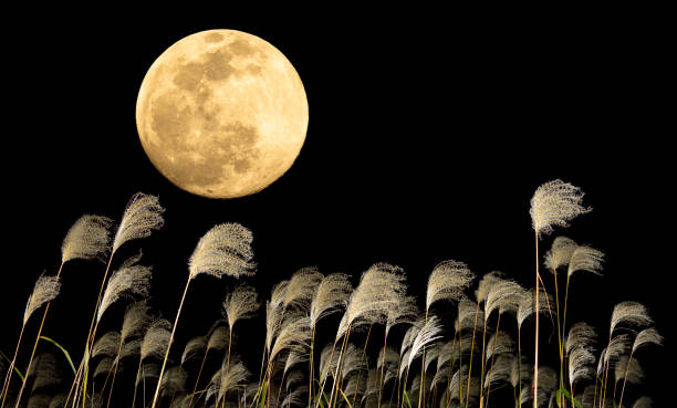 istock The harvest moon and Japanese pampas grass. 1353613086
