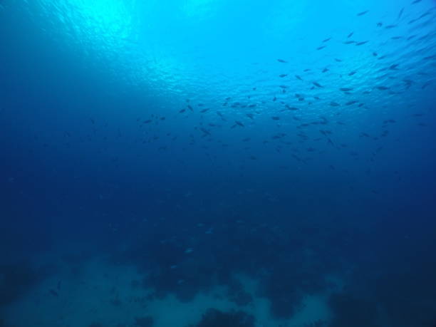 istock Scuba diving with Manta ray in Pohnpei, Micronesia 1353613105