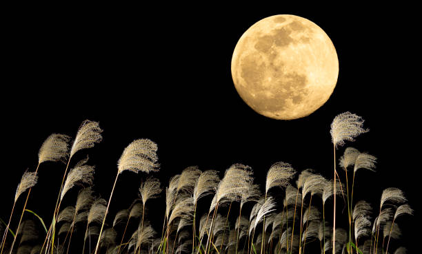 istock The harvest moon and Japanese pampas grass. 1353613114