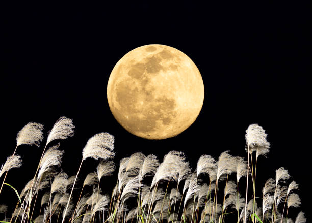 istock The harvest moon and Japanese pampas grass. 1353613184