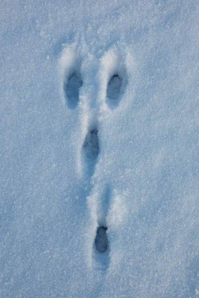 눈 속에서 토끼 트랙 - snow footprint winter animal track 뉴스 사진 이미지