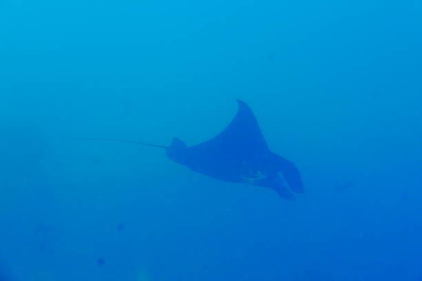 istock Scuba diving with Manta ray in Pohnpei, Micronesia 1353613240