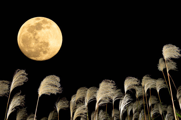 istock The harvest moon and Japanese pampas grass. 1353613264