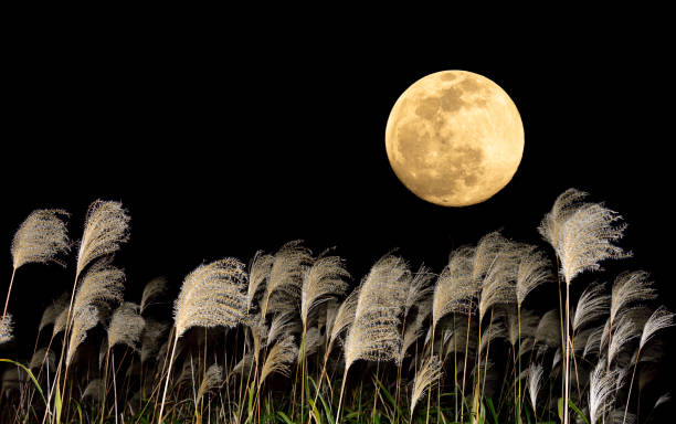 istock The harvest moon and Japanese pampas grass. 1353613280