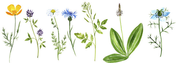 akwarela rysująca dzikie rośliny - chamomile chamomile plant herbal medicine flower stock illustrations