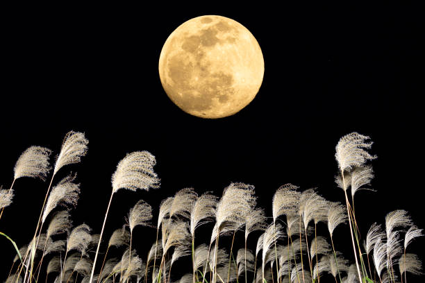 istock The harvest moon and Japanese pampas grass. 1353613531