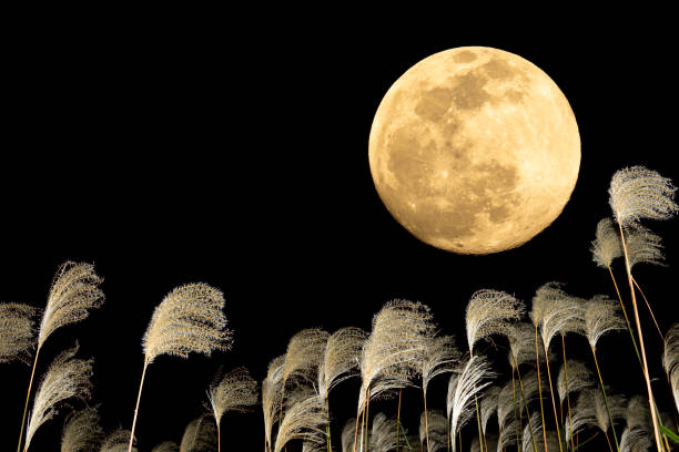 istock The harvest moon and Japanese pampas grass. 1353613553