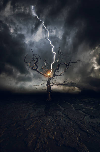 Lightning Strike On A Barren Tree stock photo