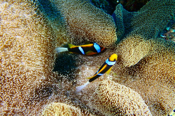 Scuba diving with Manta ray in Pohnpei, Micronesia