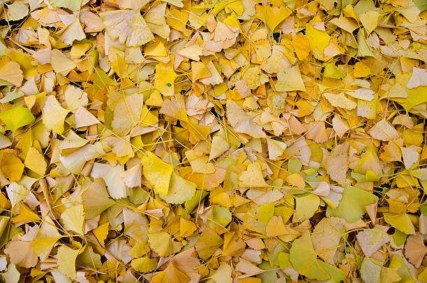 istock Yellow autumn leaves 135361423