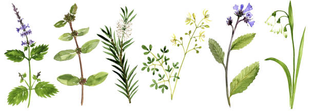 薬用植物を描画する水彩画 - mint chinese medicine herb tea点のイラスト素材／クリップアート素材／マンガ素材／アイコン素材