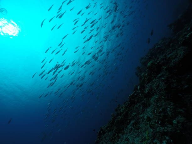 istock Scuba diving with Manta ray in Pohnpei, Micronesia 1353614583