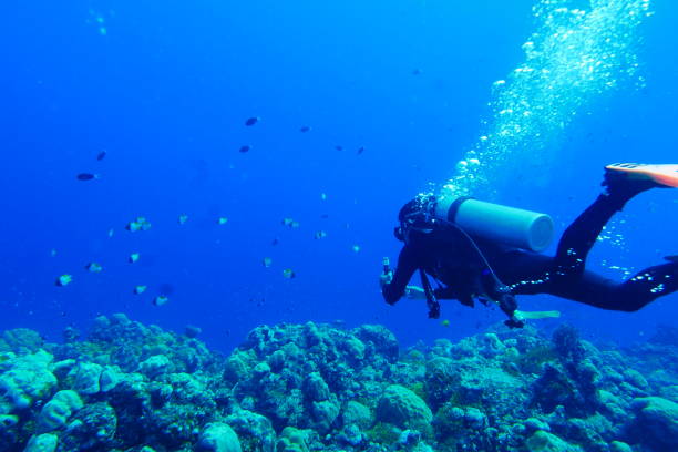 istock Scuba diving with Manta ray in Pohnpei, Micronesia 1353614772