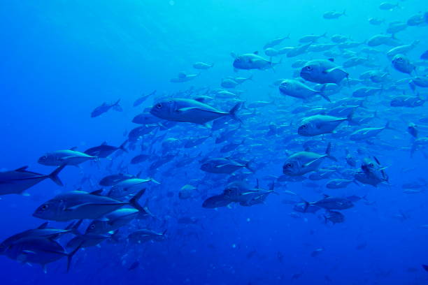 istock Scuba diving with Manta ray in Pohnpei, Micronesia 1353614820