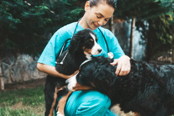 Animal Hospital Veterinarian is holding a bernese mountain dog puppy and her mother. animal related occupation stock pictures, royalty-free photos & images
