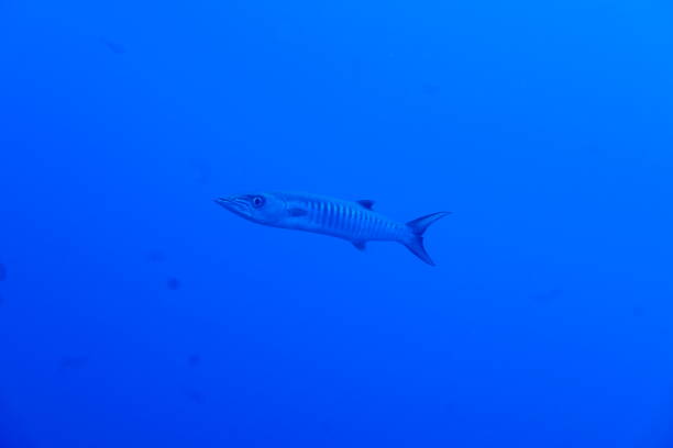 istock Scuba diving with Manta ray in Pohnpei, Micronesia 1353615881